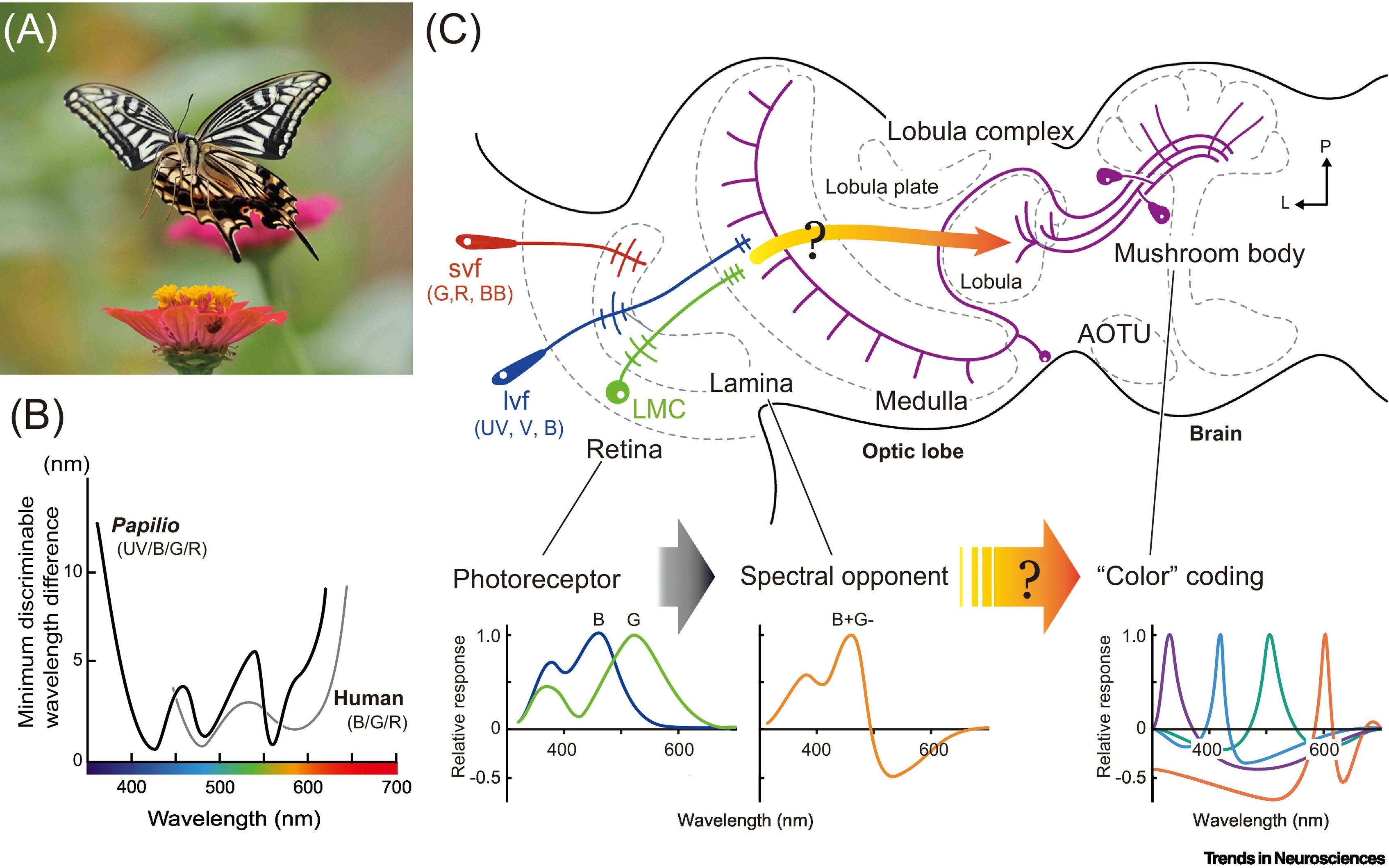 Color&rsquo; processing in the butterfly visual system: Trends in Neurosciences